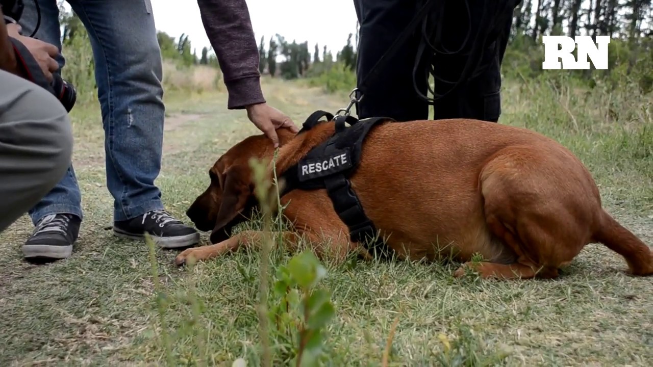 Perros: así es el entrenamiento de Mora para el rastreo y búsqueda de personas