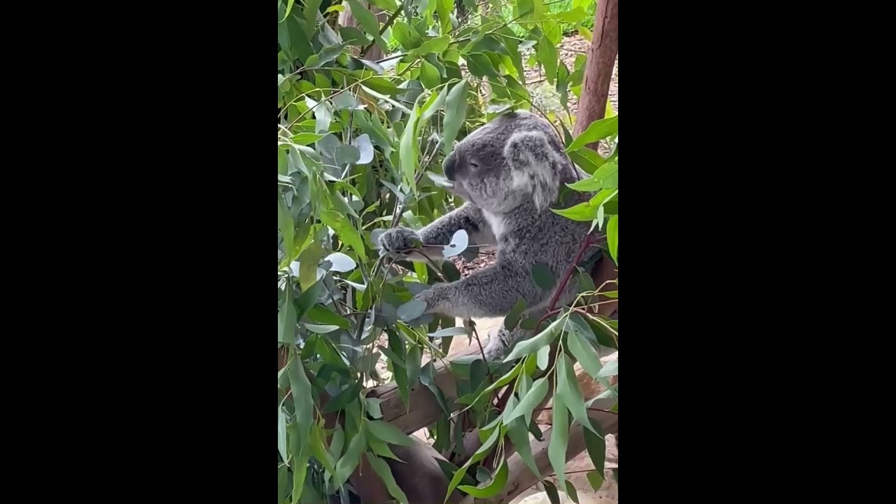 Yum Yum Eucalyptus 🐨🌿 | Australian Native Animals