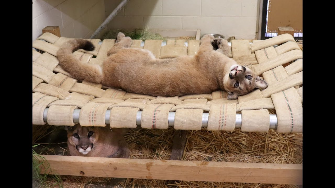 Mountain Lions, Rose and Sage, Arrive at The Living Desert