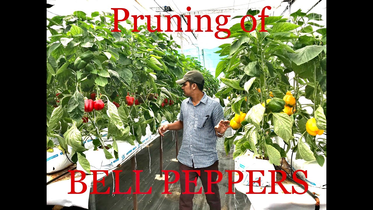 බෙල් පෙපර් පෑලයක් නිවෑරදිව කප්පාදු කර ගනිමු