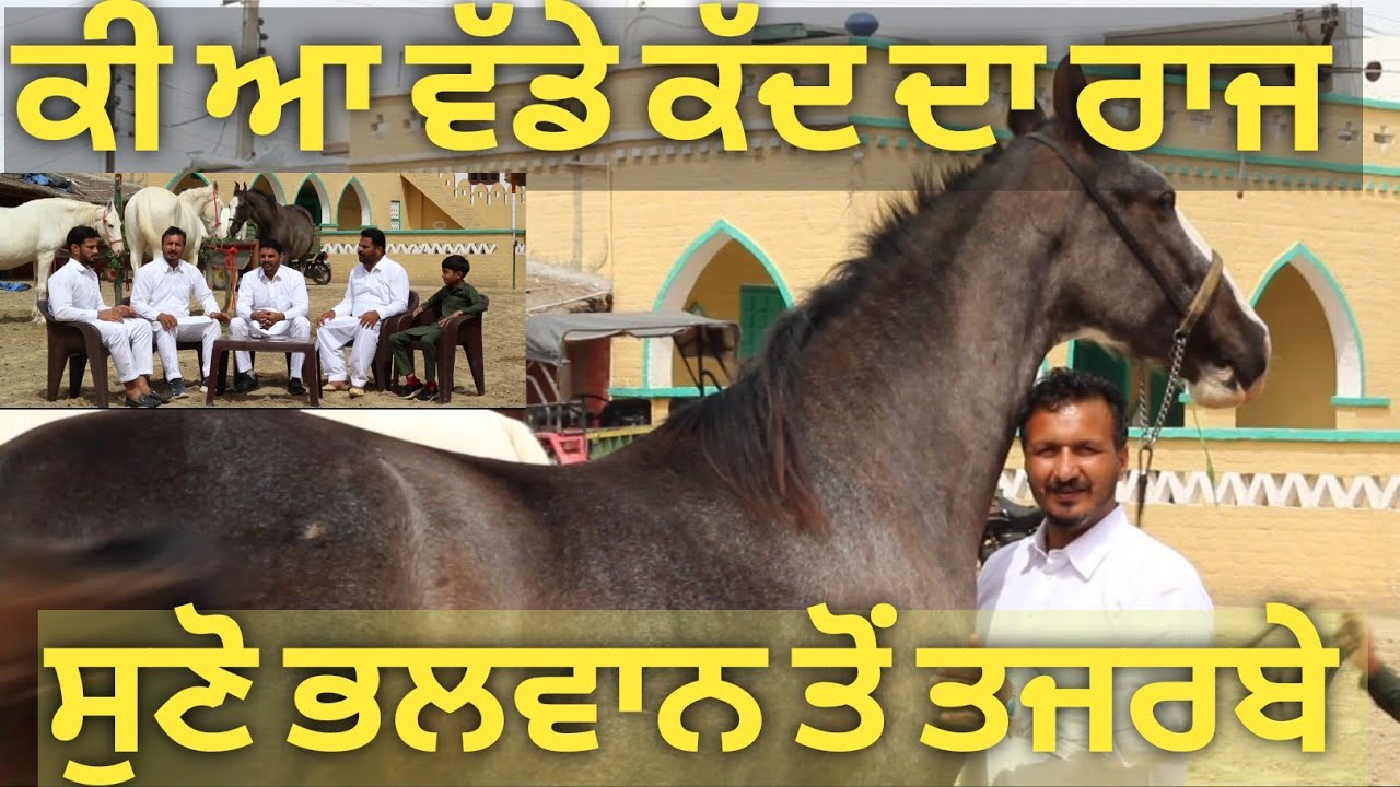 ਭਲਵਾਨਾਂ ਦੇ ਘੋੜਿਆਂ ਦੇ ਉੱਚੇ ਕੱਦ ਦਾ ਰਾਜ,, top hight horse on pehlwan stud farm