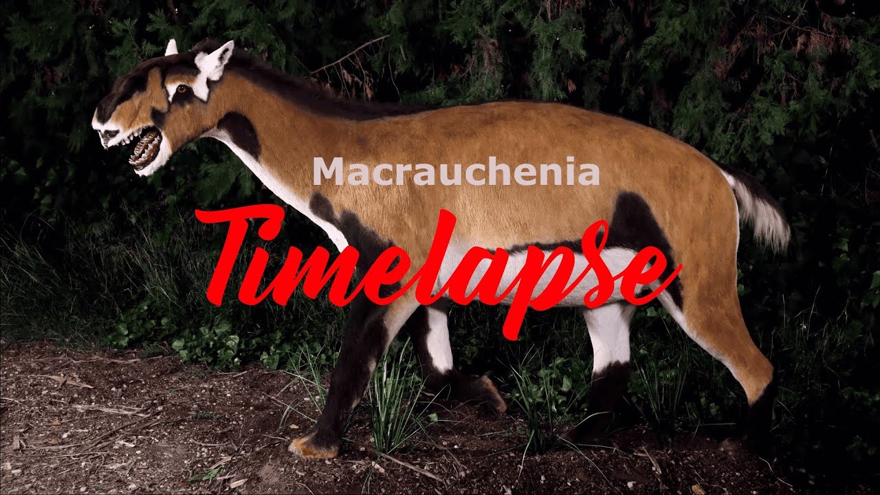Macrauchenia patachonica en time lapse