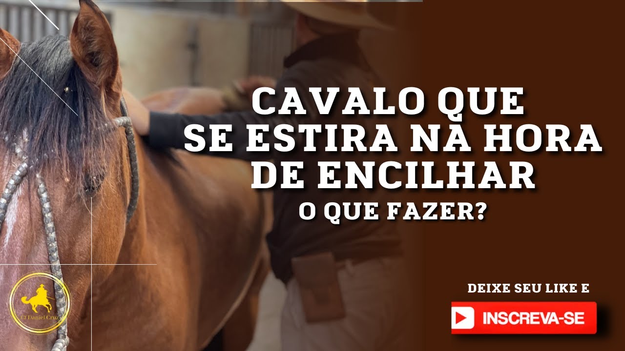 Cavalo que se estira na hora de encilhar - O QUE FAZER?