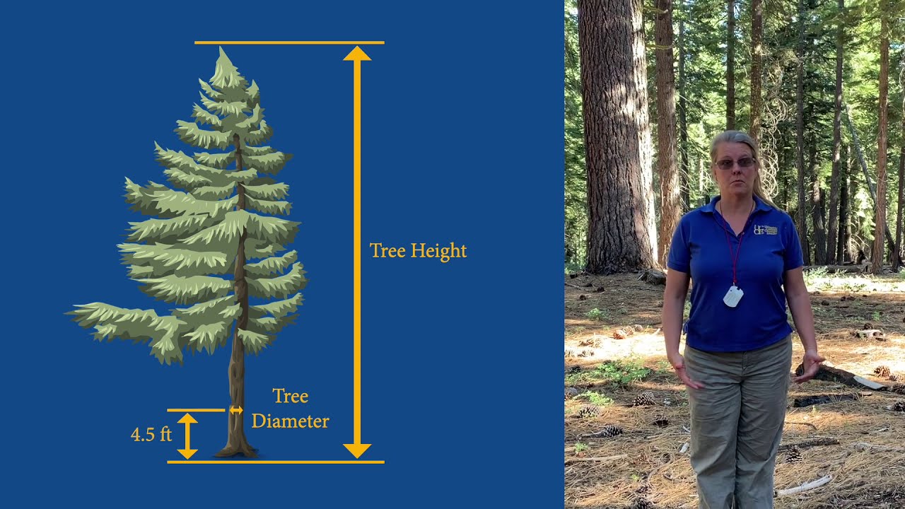 Using a clinometer to measure tree height