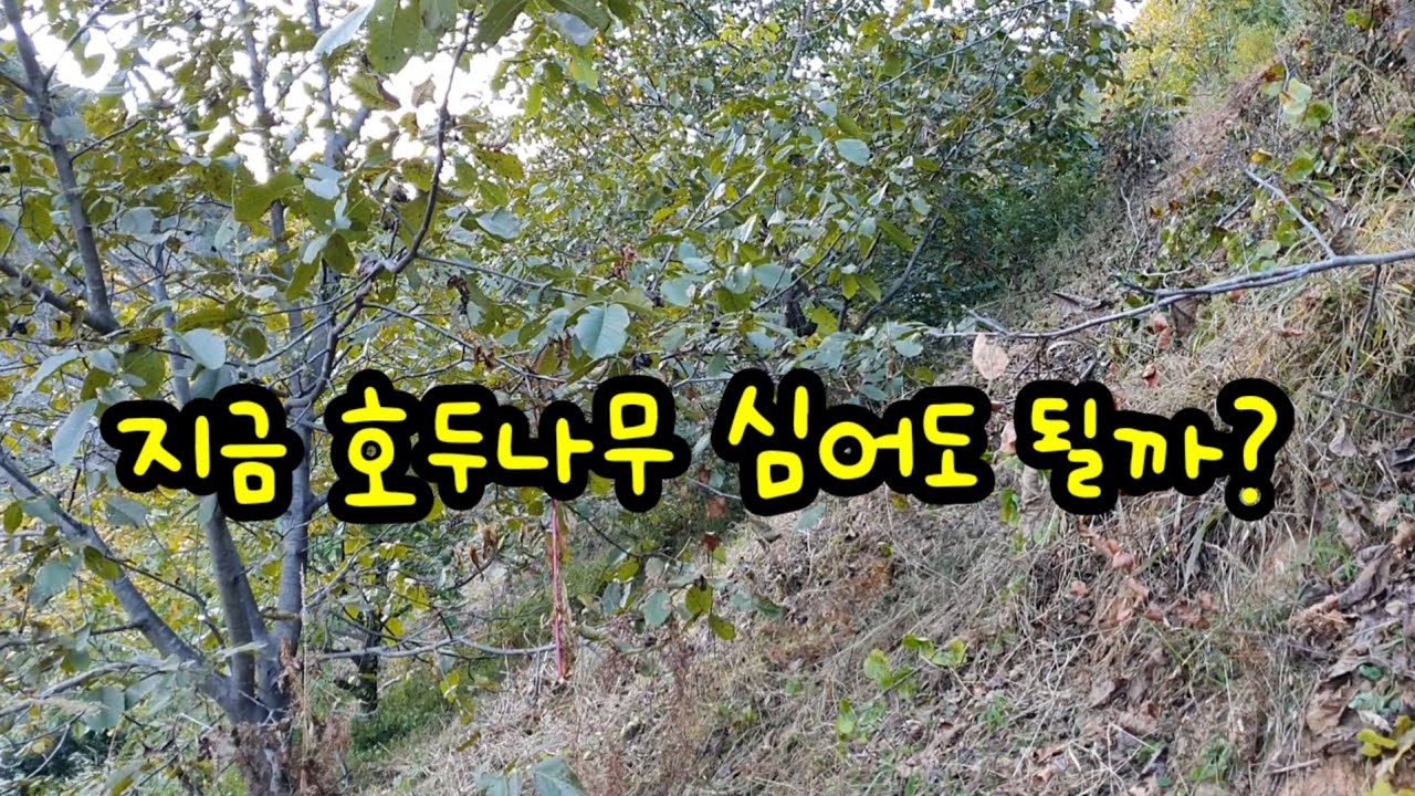 지금 호두나무 심어도 후회  안할까?