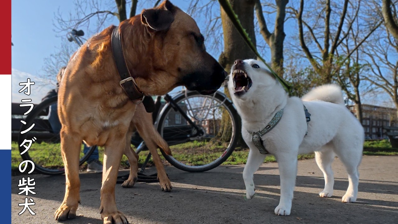 柴犬柿丸  顔のにおいは 絶対嗅がれたくない柴犬｜オランダ散歩・環境音