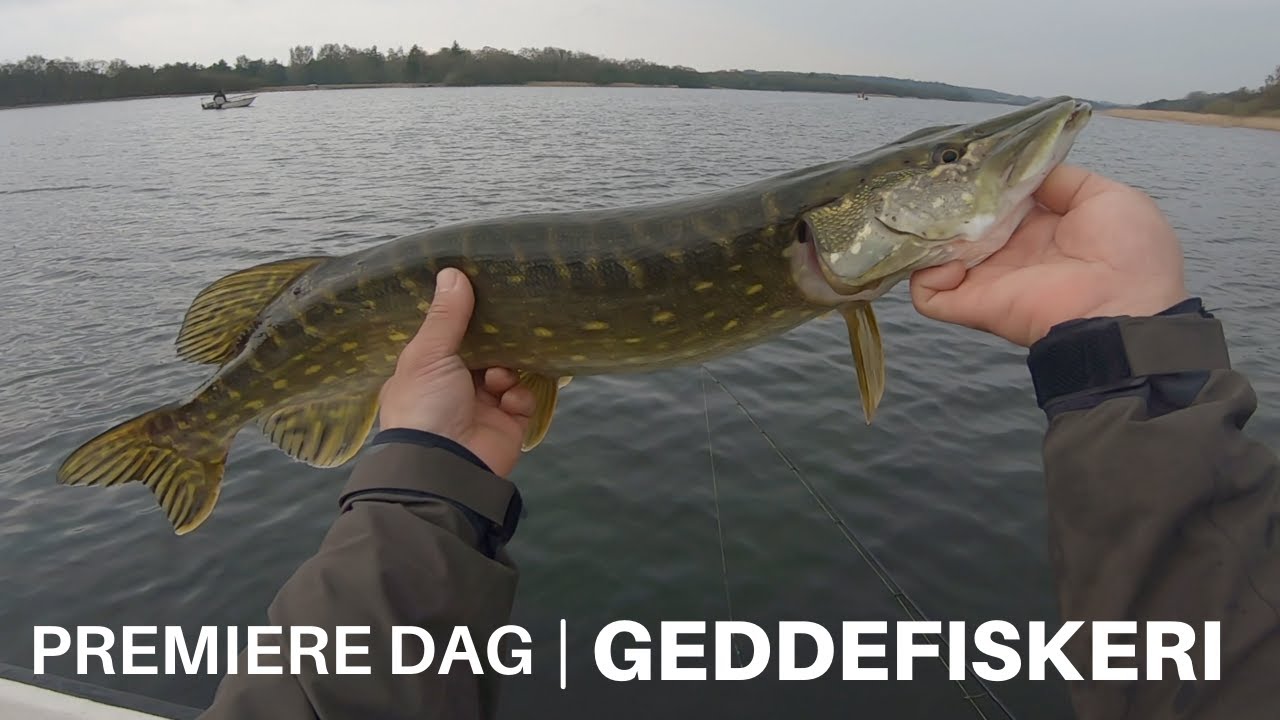 Præmiere dag d. 1 maj på Geddefiskeriet | Gællegreb på en gedde første gang