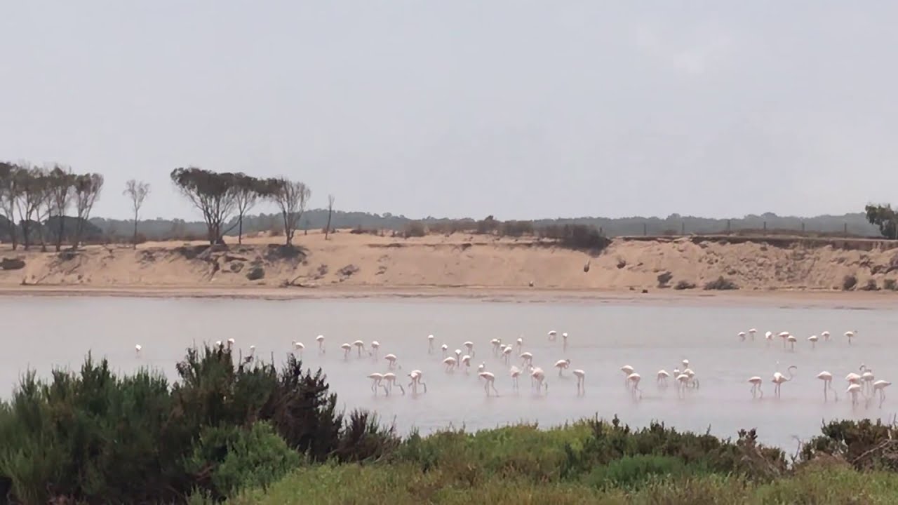 flamant rose Greater flamingo Morocco 🇲🇦