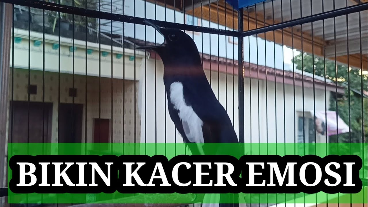 BIKIN KACERMU EMOSI     