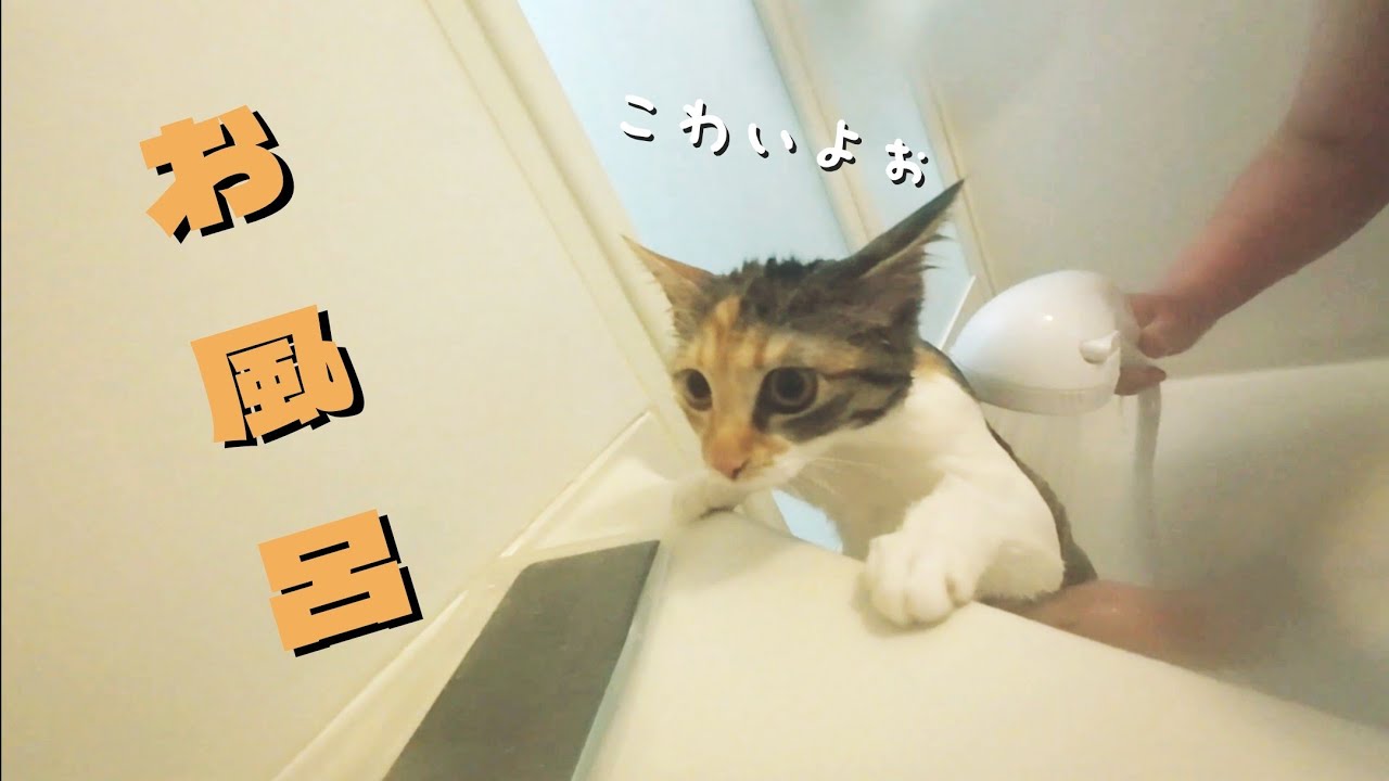 元野良猫がワイフとお風呂に入った結果こうなりました…