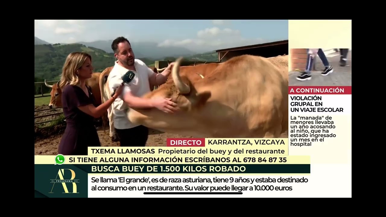 SE BUSCA BUEY ROBADO