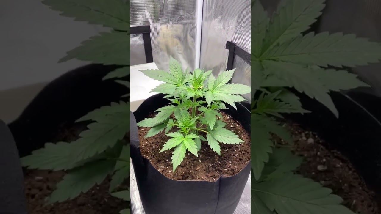 Lovely looking AK47