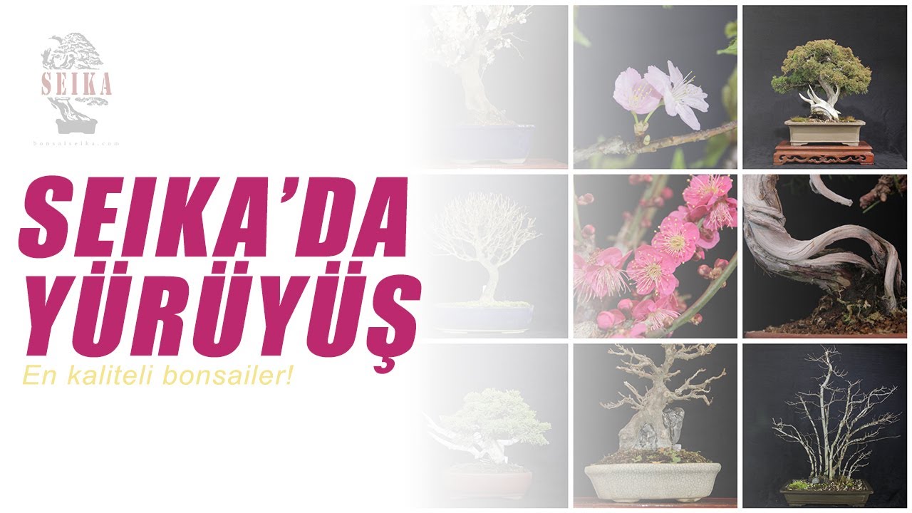 Seika'da Yürüyüş - Daha Önce Hiç Görmediğiniz Ağaç Türleri!