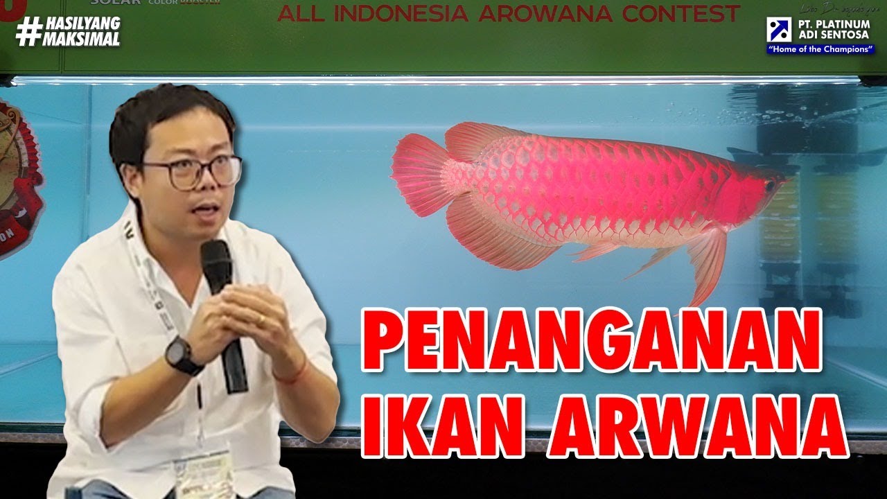NGOBROL BARENG SUHU CARA PENANGANAN IKAN ARWANA SUPAYA SELALU SEHAT!! @FishandFuriousOfficial