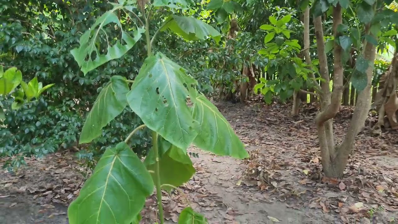 COMO TER VÁRIAS FRUTÍFERAS NUM PEQUENO SÍTIO