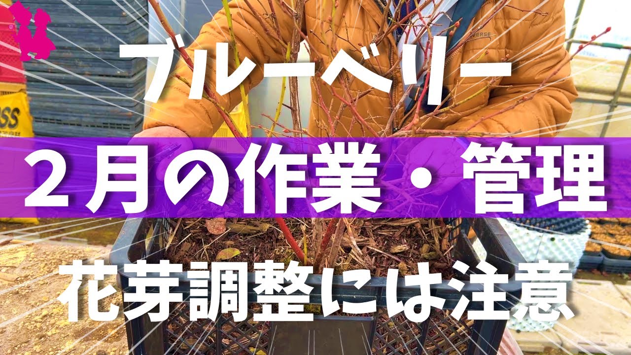 【暖冬の影響も？】ブルーベリー２月の管理についてプロ農家が教えます