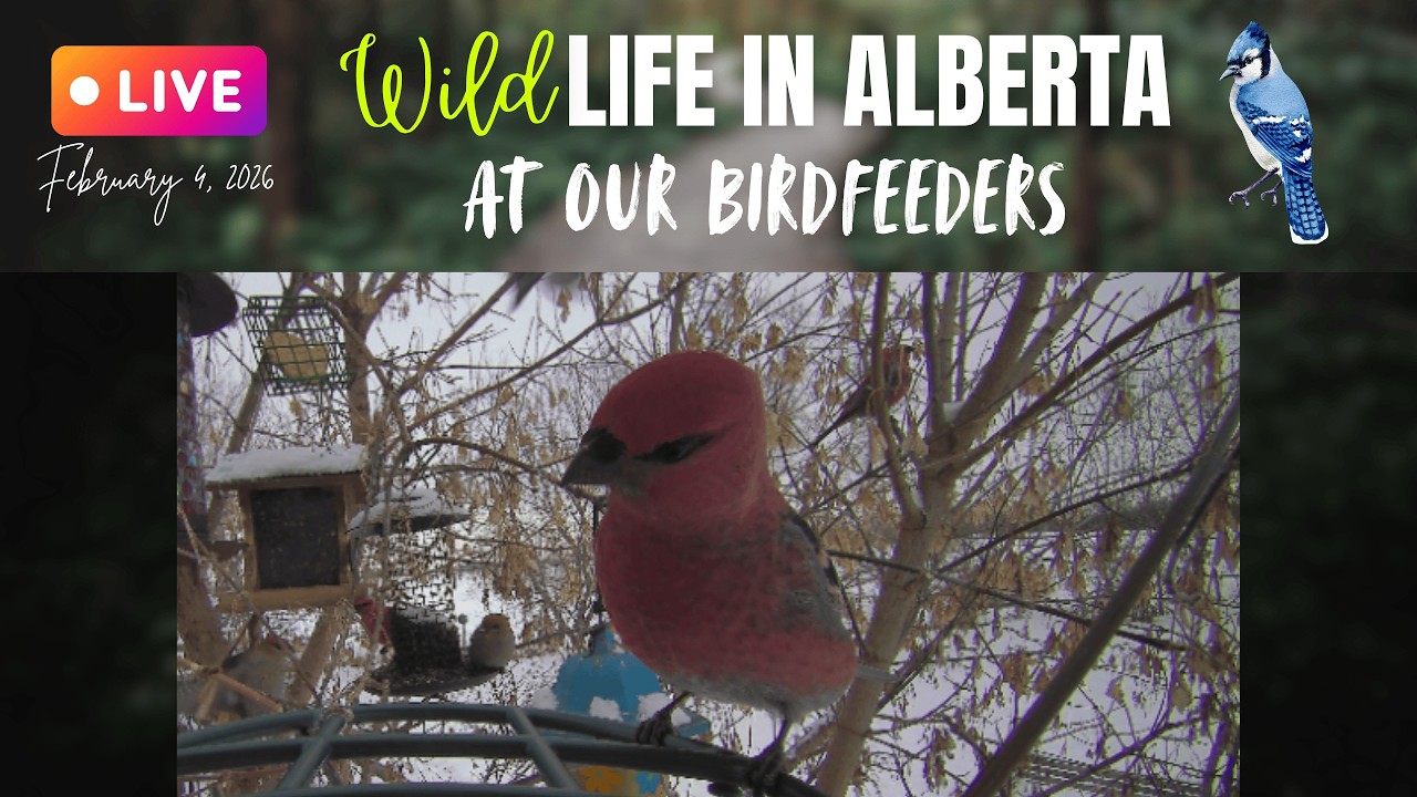 Live from our Birdfeeders with Sound! Good Morning!🌞😻#livebirdstream #cattv #windchimes #ab #birds