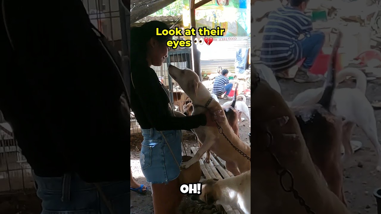 50+ Dogs in This Tiny Philippine Shelter 😭