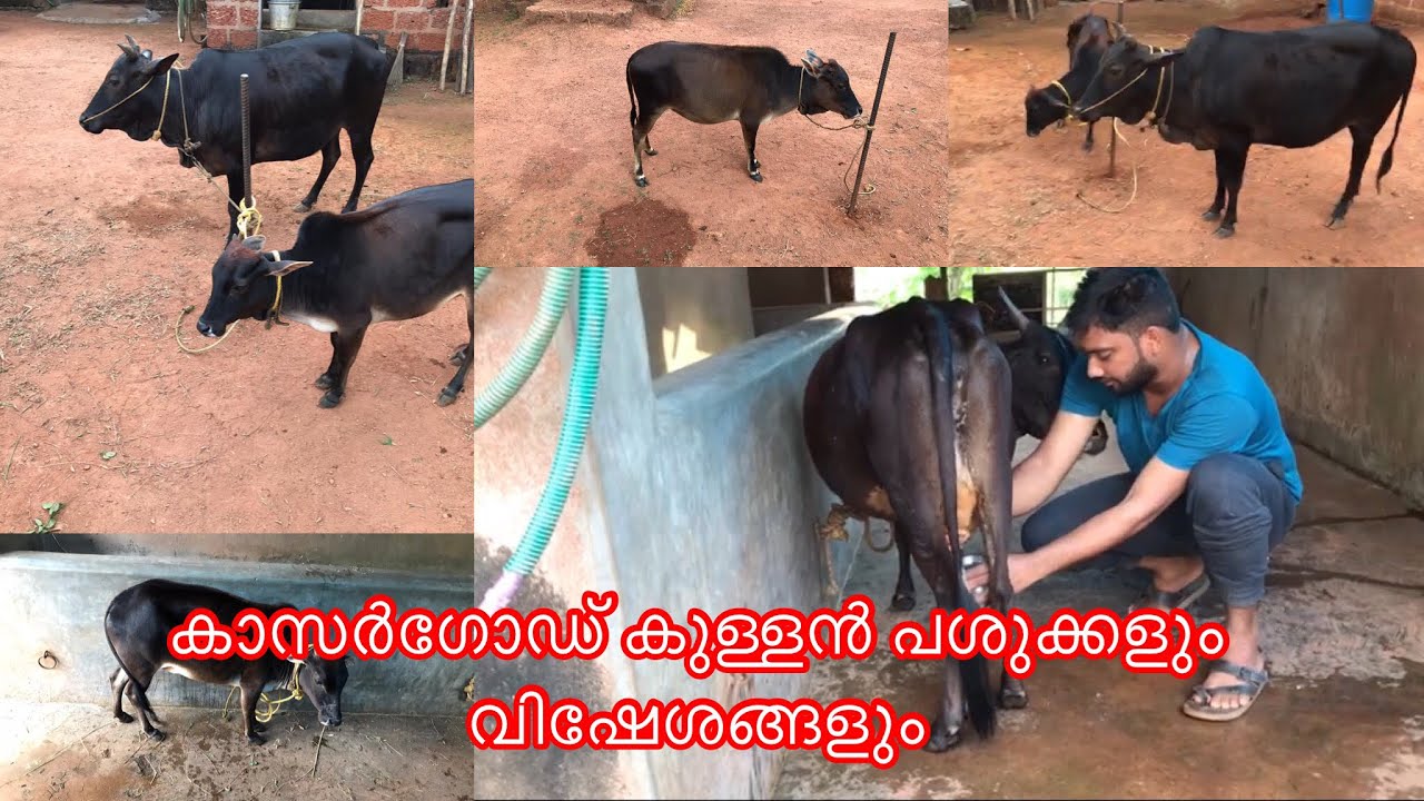 കാസർഗോഡ് കുള്ളൻ പശുക്കൾ വിലയും വിഷേശങ്ങളും |Cow for sale|📲 +91 73067 47737|