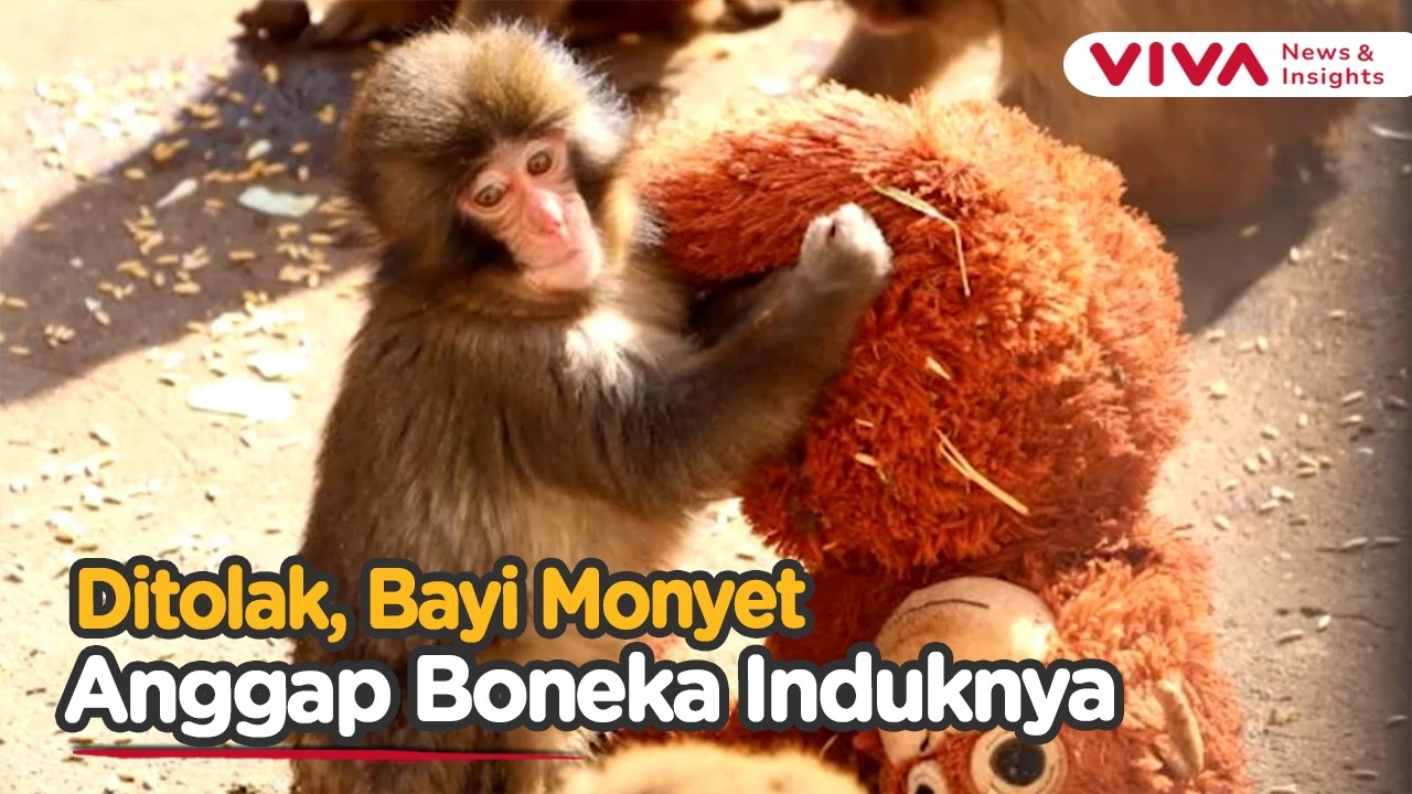 HARU! Kisah Bayi Monyet Viral Peluk Boneka Bak Ibu Kandung