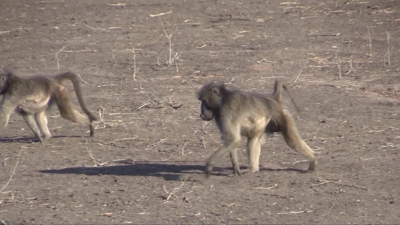 M3 Chacma baboon walking
