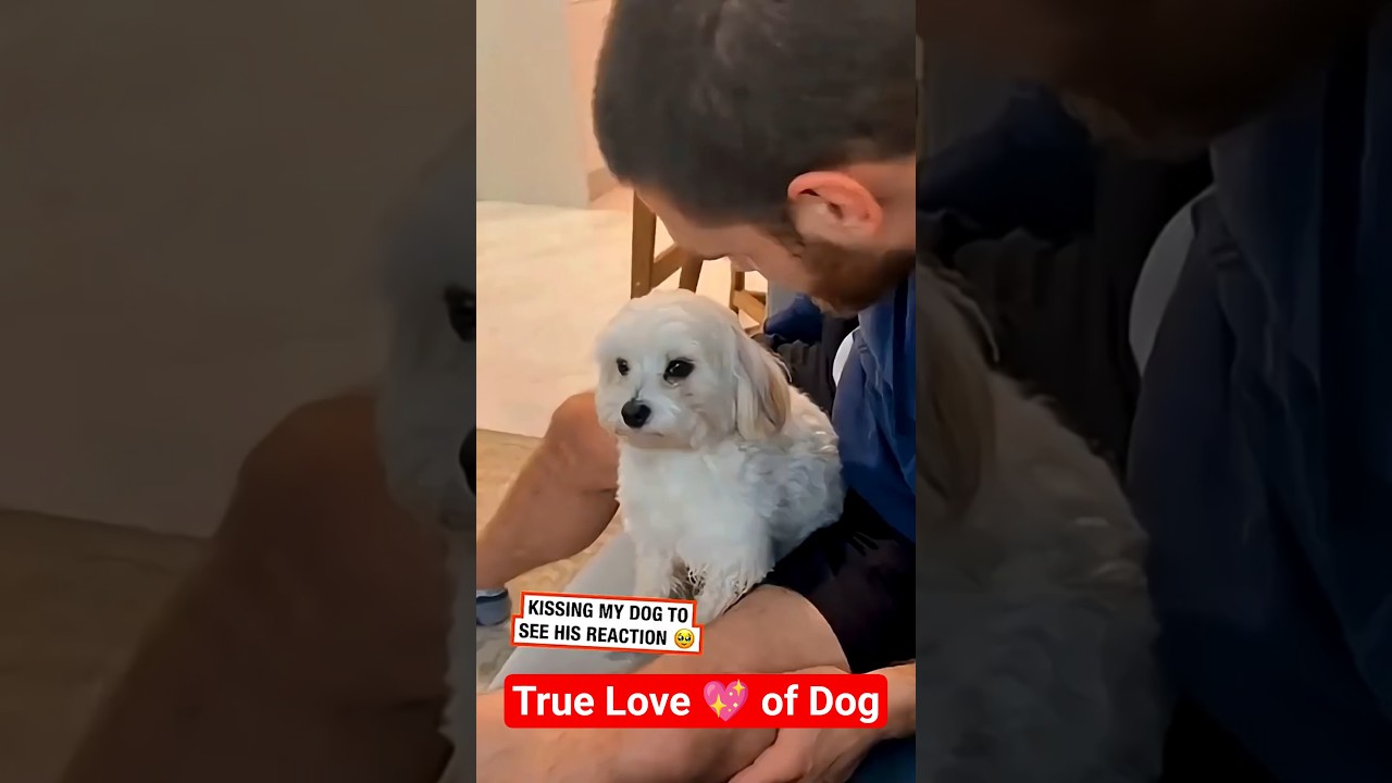 True love of dog: Part 1 ❤ #pet #cat #dog #cute #animals