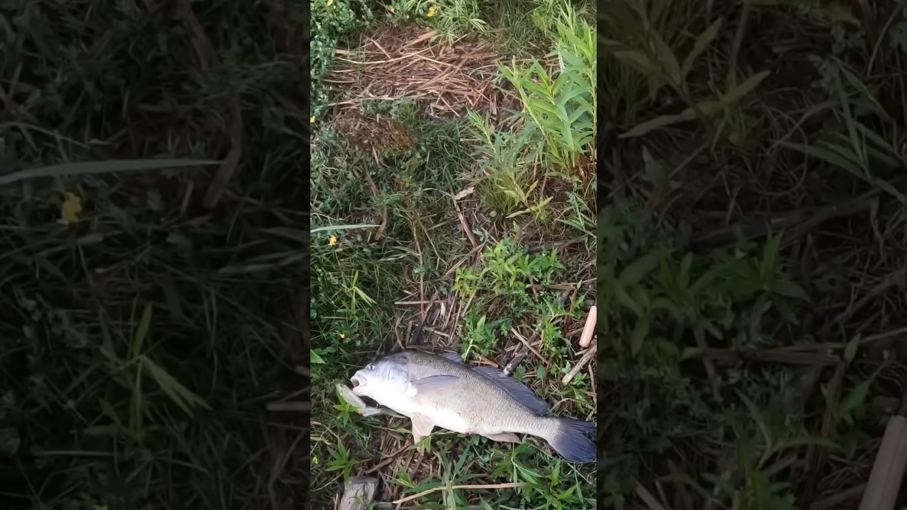 6lber on the Tiny Klash #swimbaitfishing #bigbait #tinyklash #fishing #fish #funfishing #drt