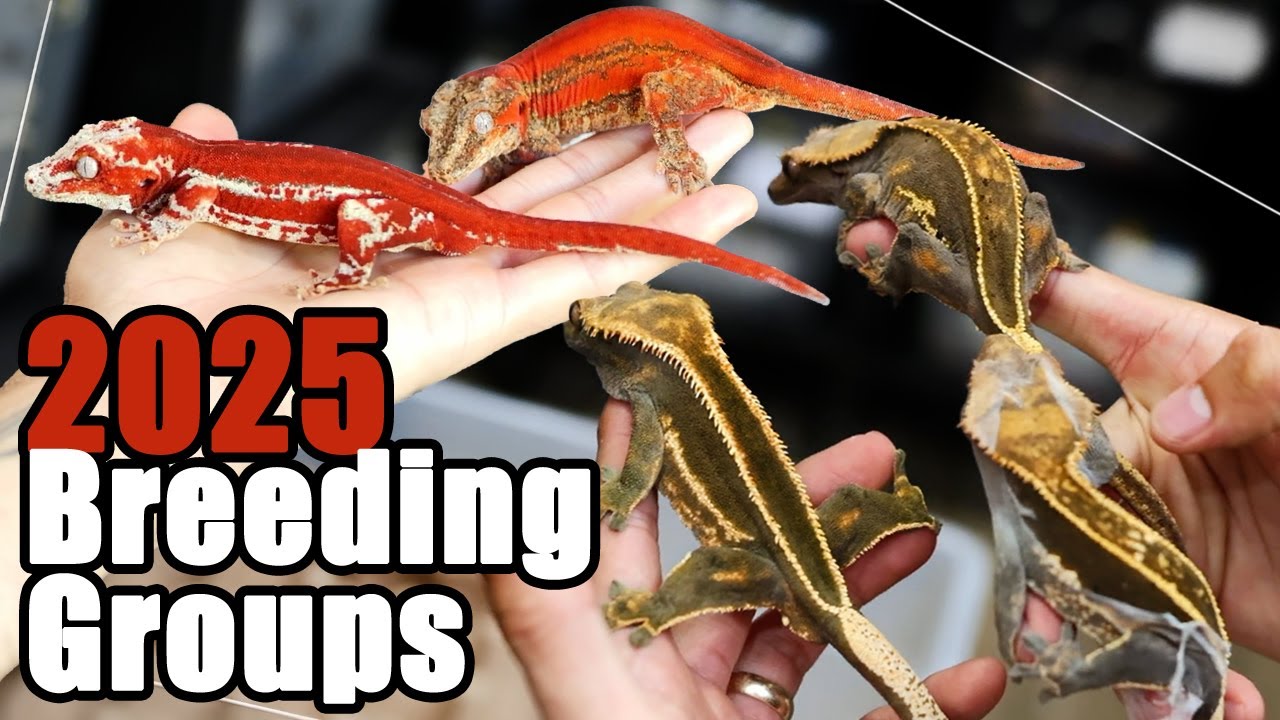 Will 2025 Be Our Best Gecko Breeding Season EVER?