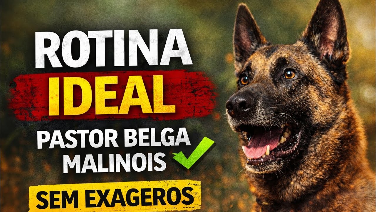 Rotina IDEAL Para o Pastor Belga Malinois (Sem Exageros e Dentro da Realidade)