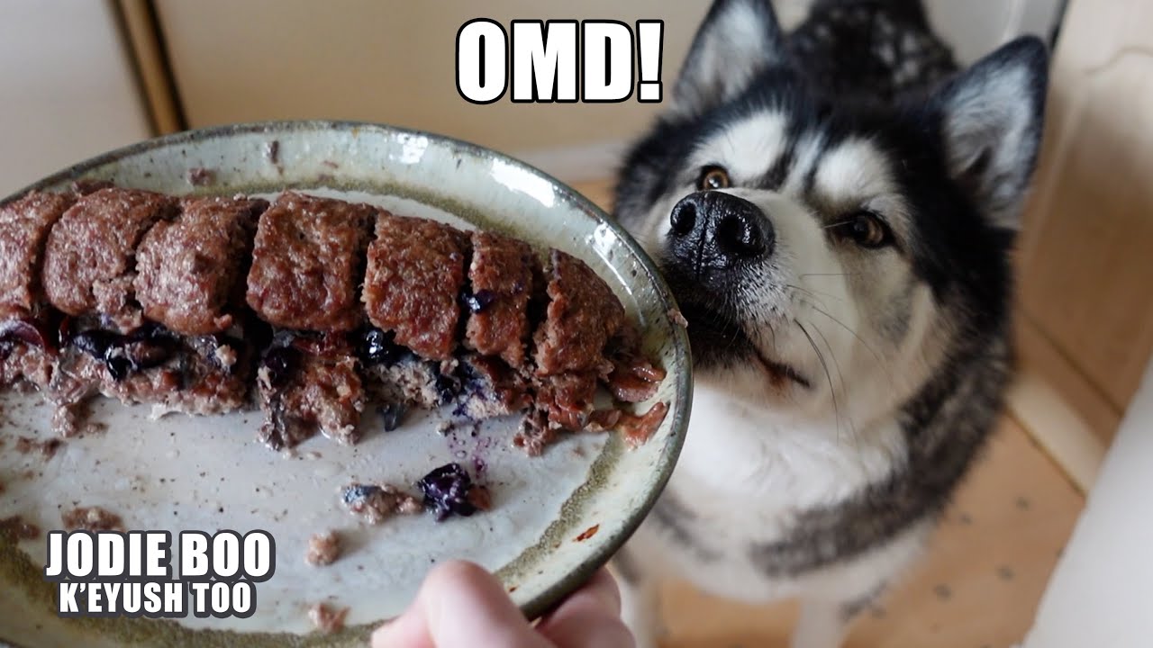 Готовлю своему хаски рулет с мясом! Он сходит с ума!