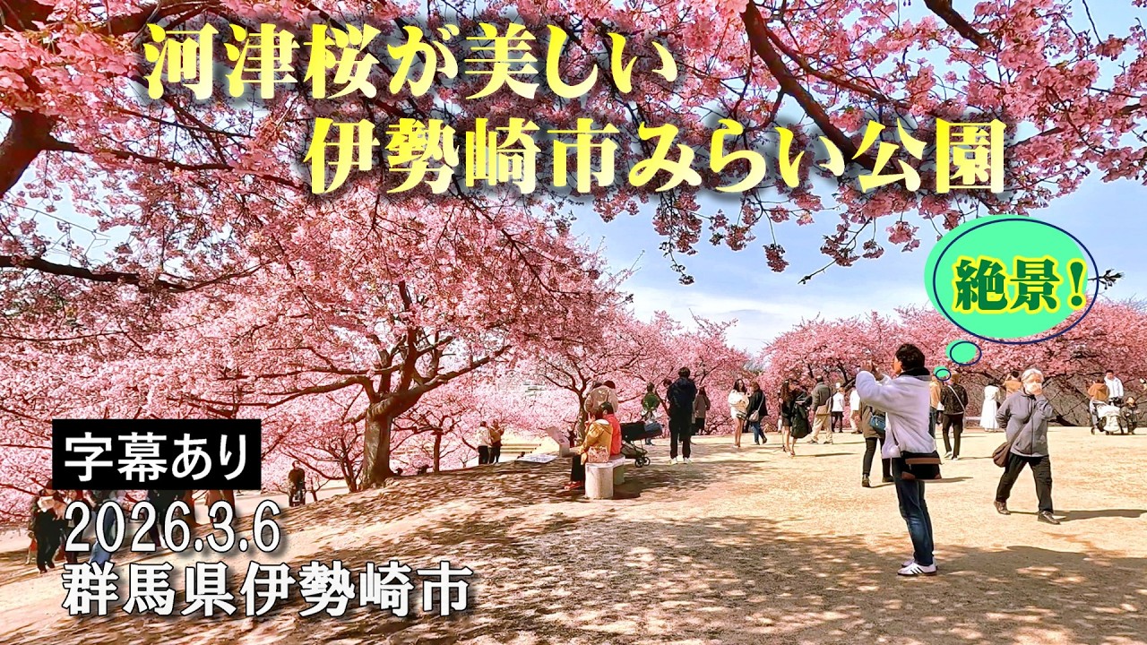 河津桜が美しい伊勢崎市みらい公園 ～花見客がこんなに居るとは思わなかった!? Kawazu cherry blossoms bloom beautifully : 群馬県伊勢崎市 : 4K