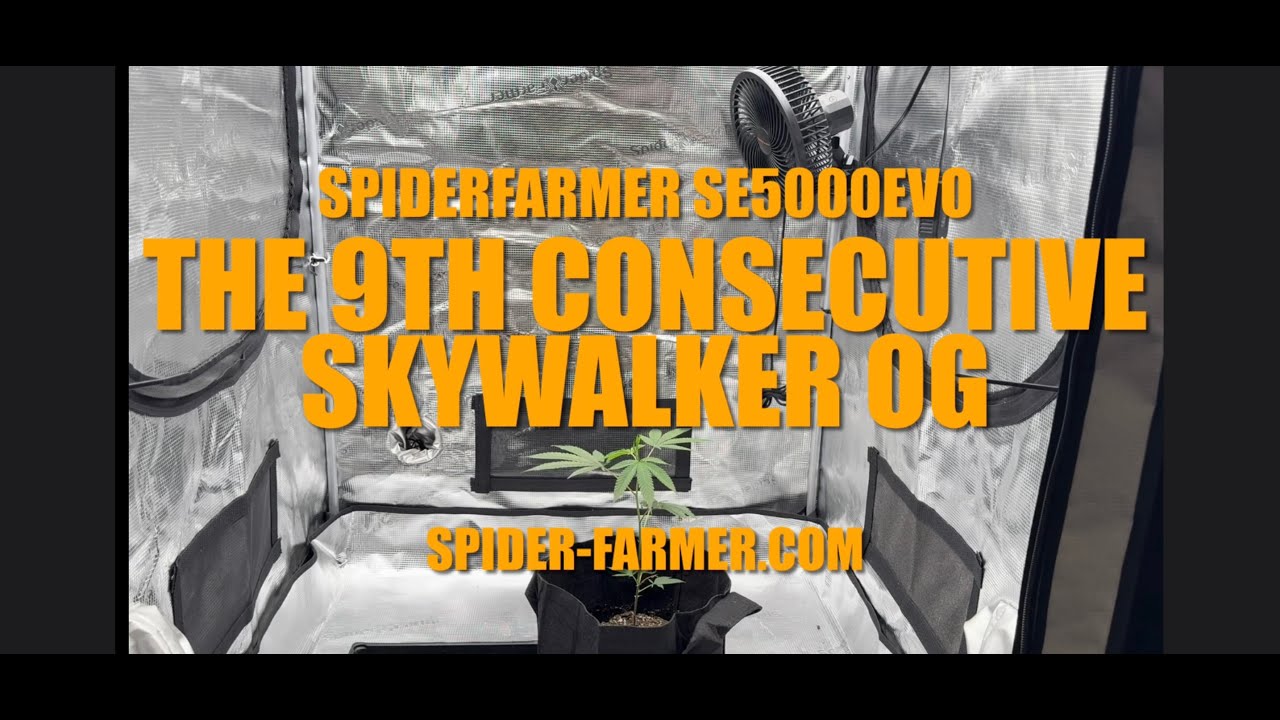 9th Consecutive Skywalker OG SpiderFarmer SE5000EVO Grow Light 3x3 tent GGS AC5 Kit 6