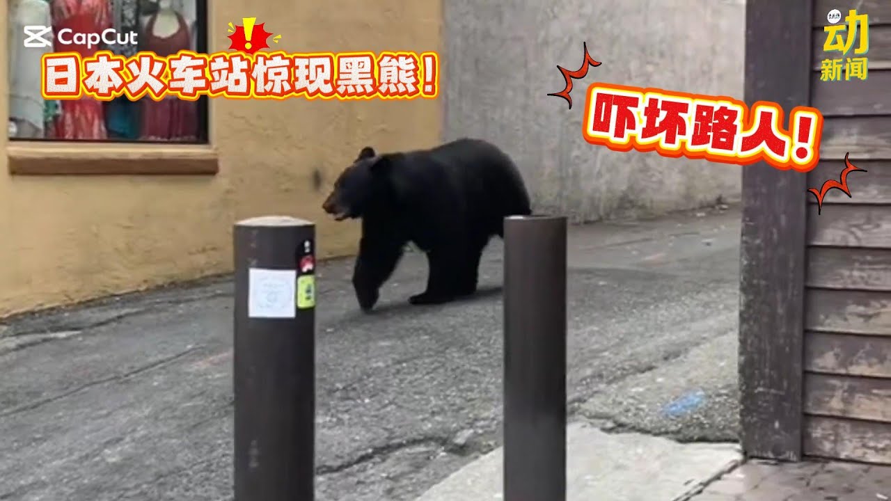 动新闻｜现实版&ldquo;熊出没&rdquo;！黑熊街上乱窜！