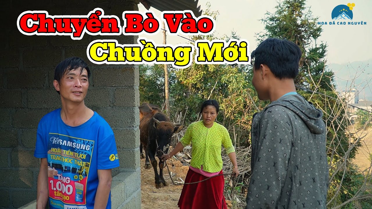 Được Ngày | A Pó chuyển bò xuống chuồng mới | Chuẩn bị lại vào vụ mùa Vợ A Pó lại vất rồi | HĐCN
