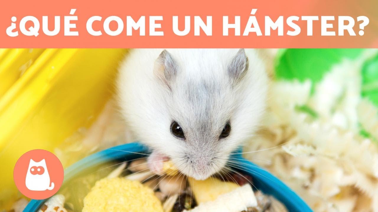 ALIMENTACI&Oacute;N del H&Aacute;MSTER 🐹🥜 &iquest;Qu&eacute; comen los h&aacute;msters?