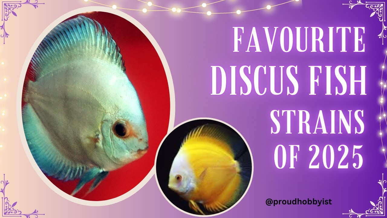Favourite Discus fish strains of 2025 | Best Discus fishes in 2025 | Proud Hobbyist