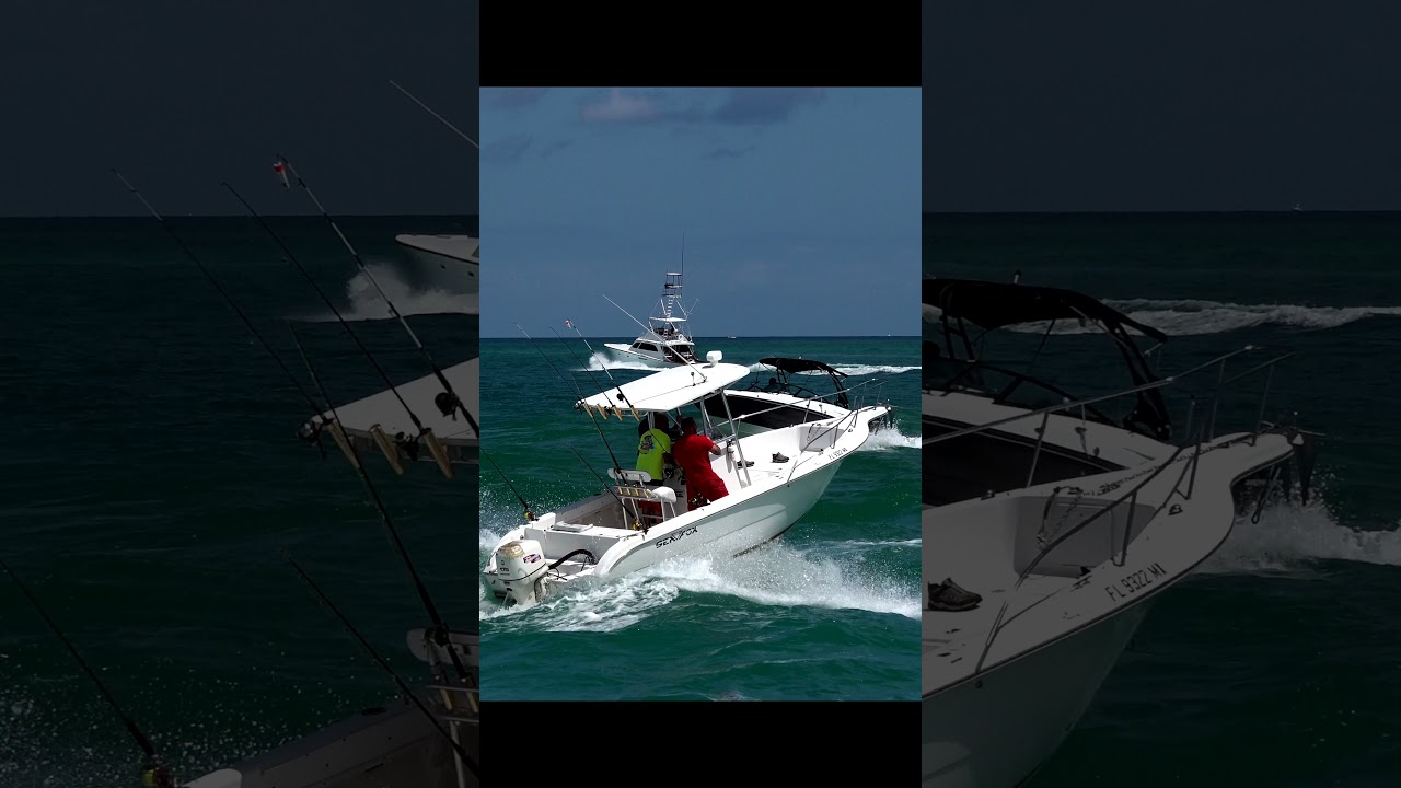 SeaFox in the Inlet!