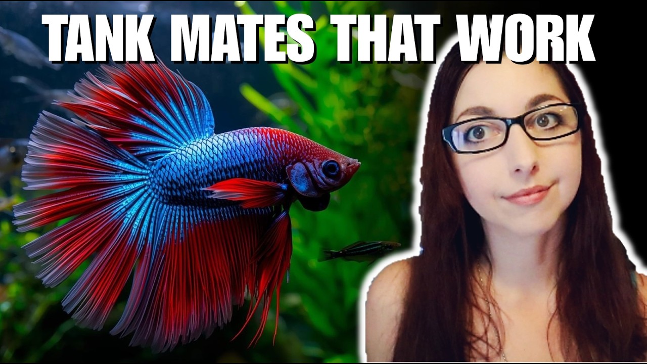 10 Betta Fish Tank Mates That ACTUALLY Work😱