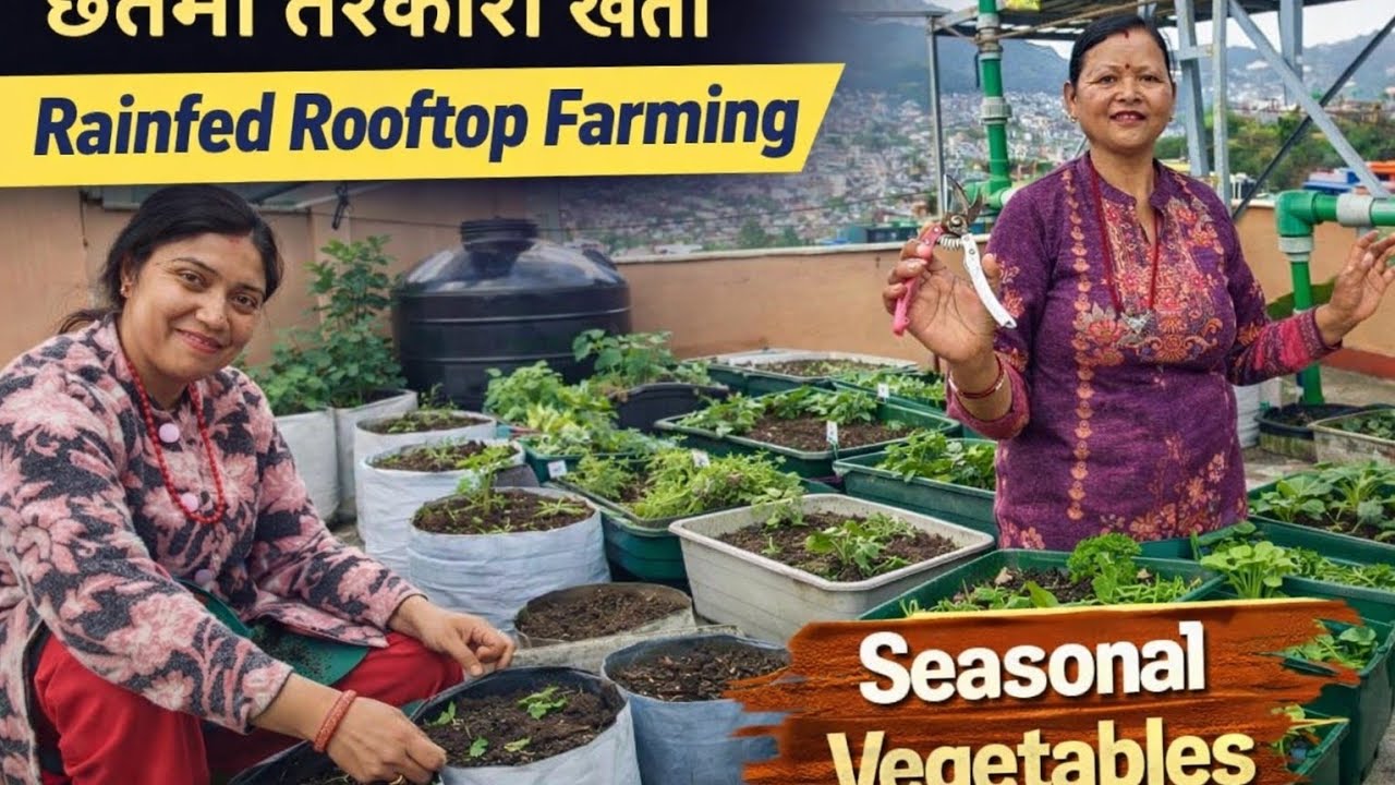 PLANTING SEASONAL VEGETABLES IN MY FRIEND ROOFTOP GARDEN🏡//सजिलो तरिकाले घरको छतमा बर्खे खेती 🍆👌