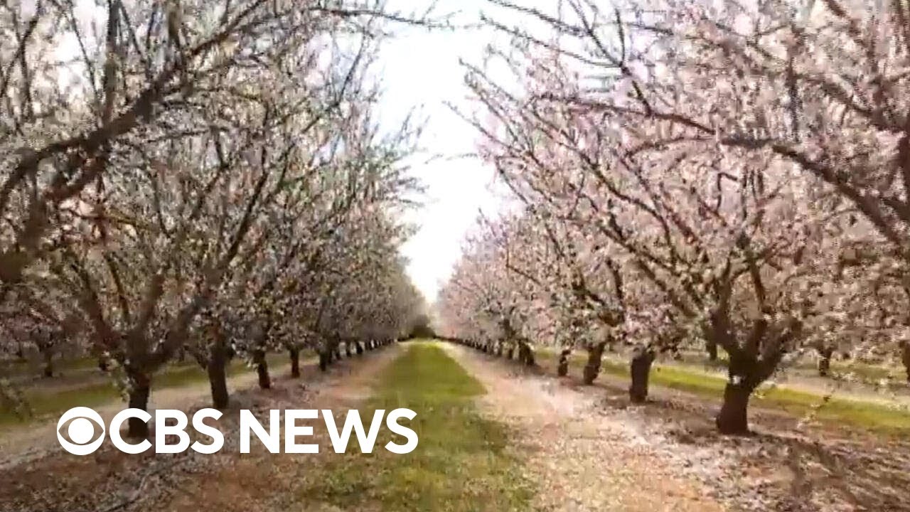 Finding almond blossoms in unlikely places
