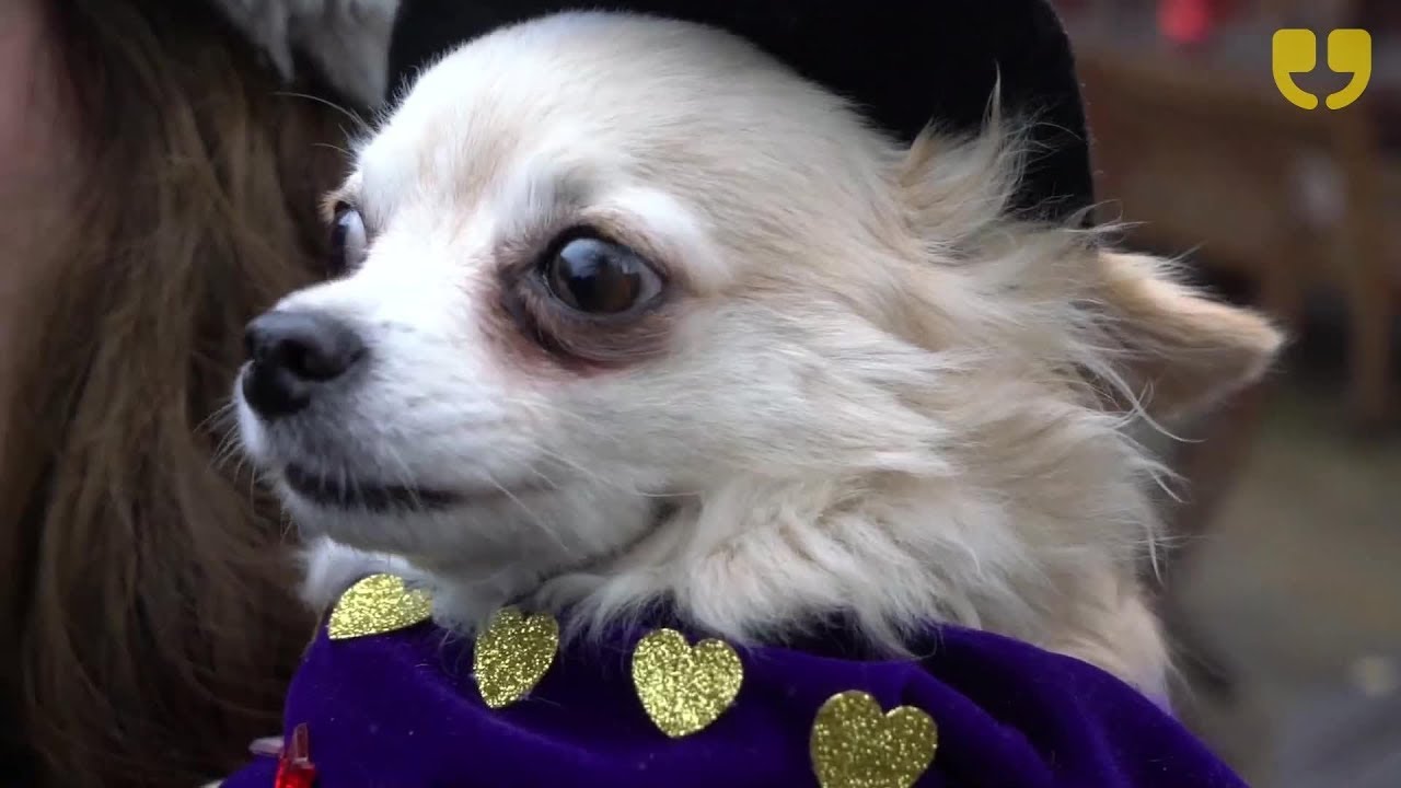 All Dogs Matter - Valentine's Dog Walk