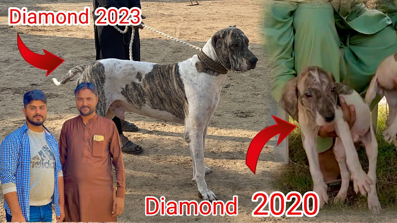 3 Saal Bad Diamond Ko Dekha | Talha Ghouri Bhai Wala Diamond | Bully Kutta | Punjabi Shok Vlogs