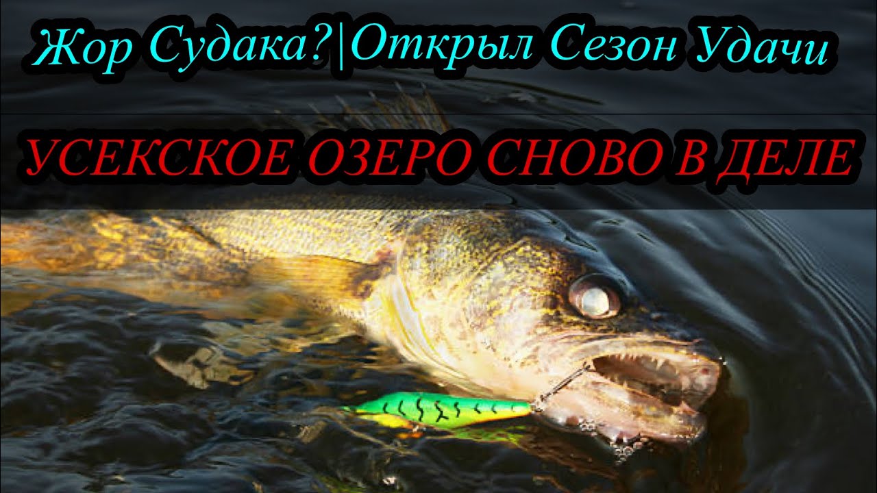 Усекское озеро открытие. Судаки голодные
