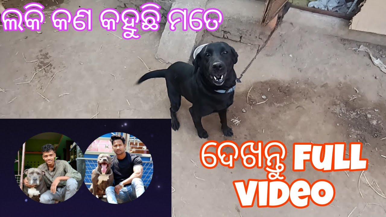 Japu ଭାଇ /ଲକି ଯିବା ବୁଲି କୁଆଡେ କହୁଛି କଣ /@JAPUARABPETVLOG @PARROTDIPANKAR @petlovernarayan #viral 