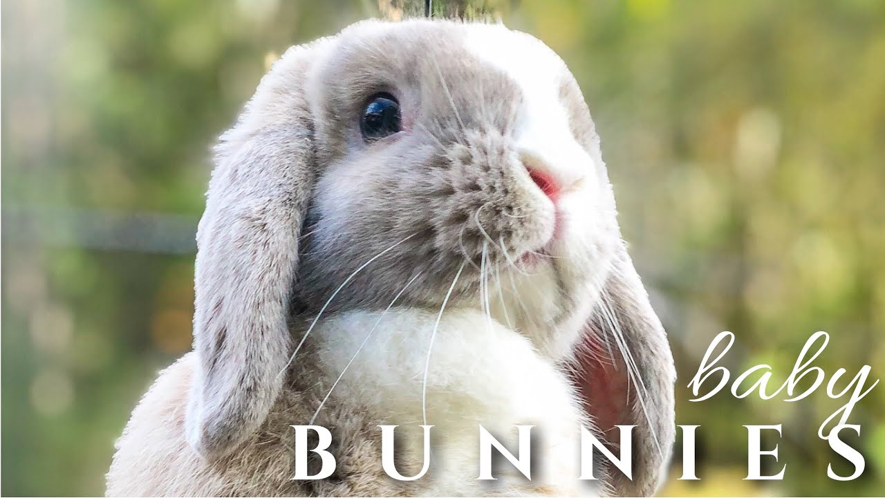 BREEDING our Holland Lop RABBITS