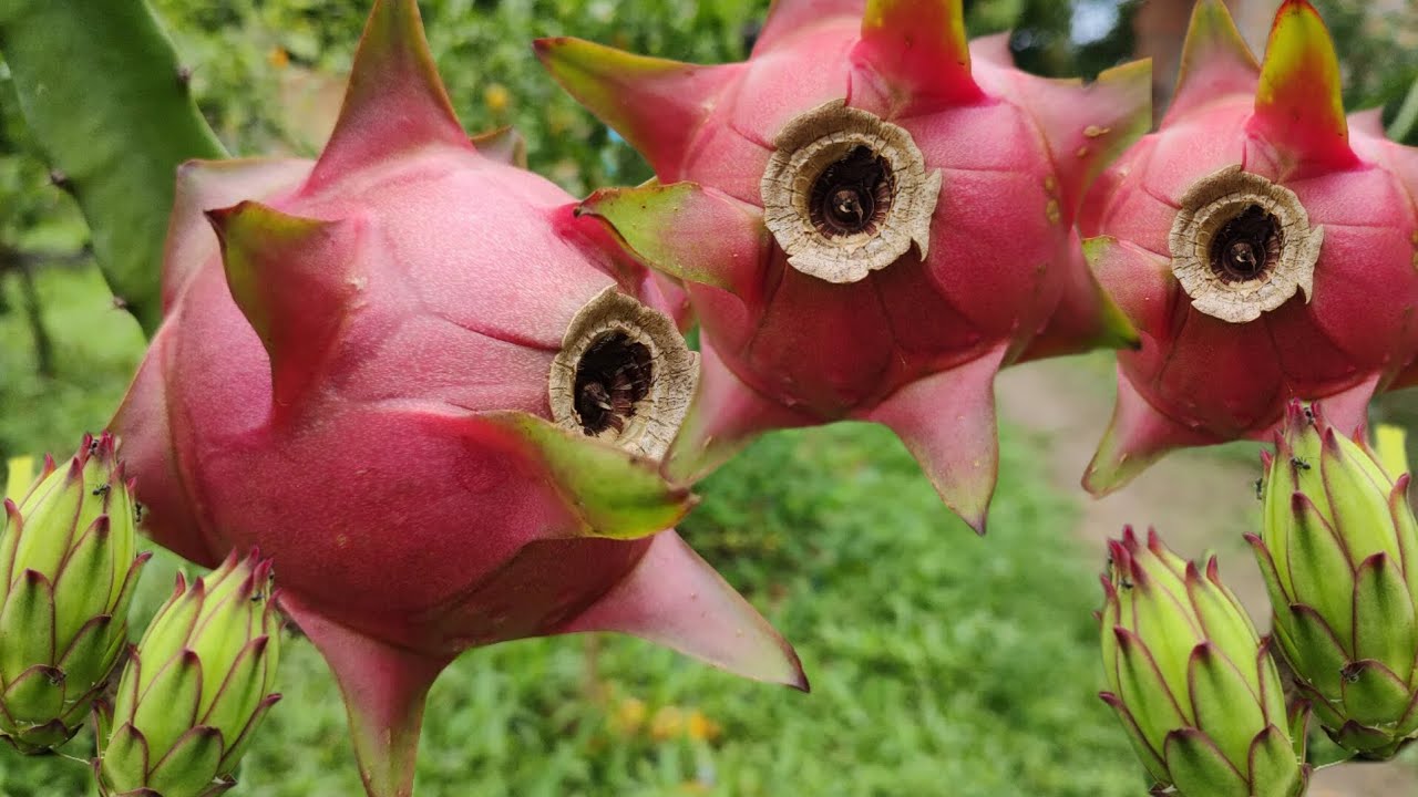 PITAYA - TUDO SOBRE A VARIEDADE ROXA DO PARÁ E ADUBAÇÃO #pitayas #frutas
