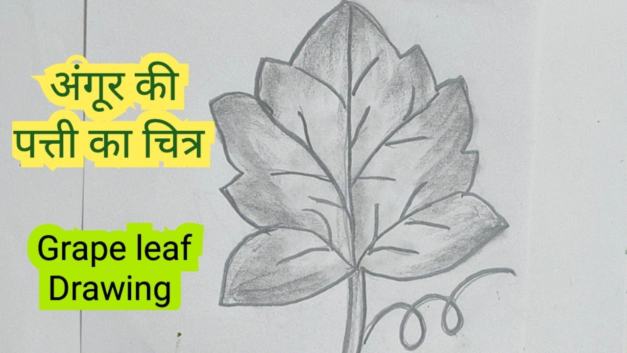 अंगूर की पत्ती का चित्र / Angoor Leaf DRAWING easy /Grape Leaf draw-ing 