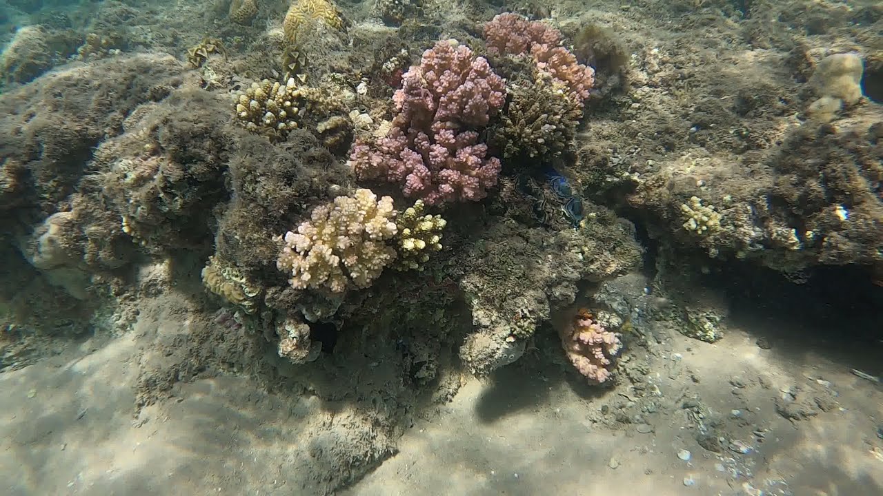 Albatros Palace Resort Hurghada underwater