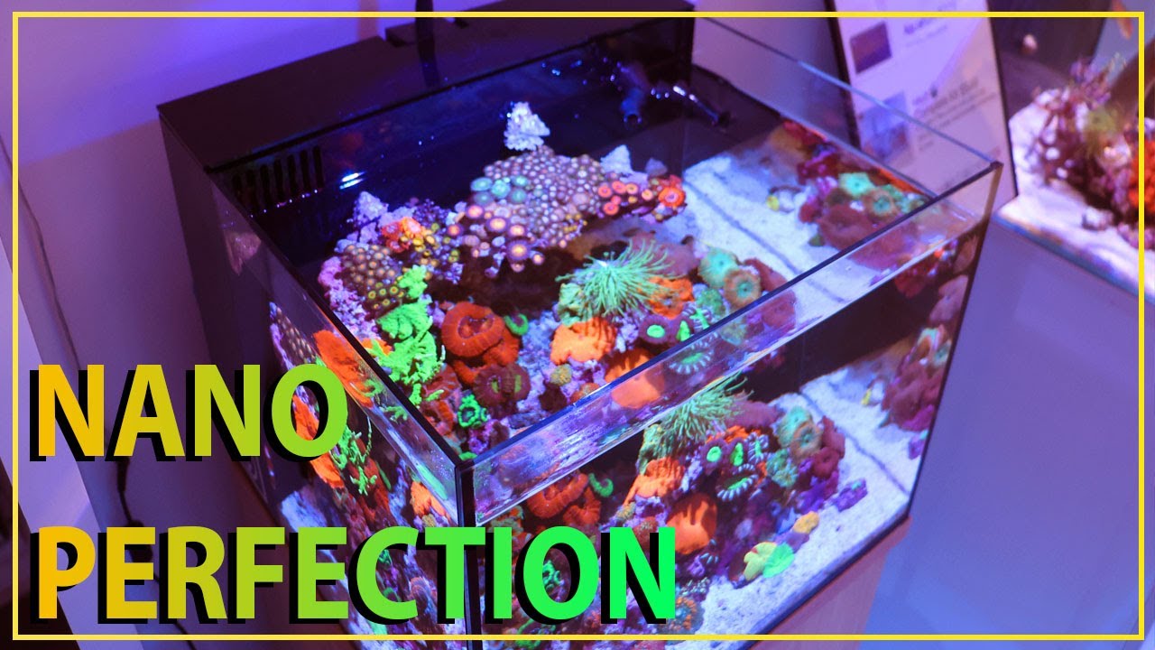 This Is How You Nano Reef
