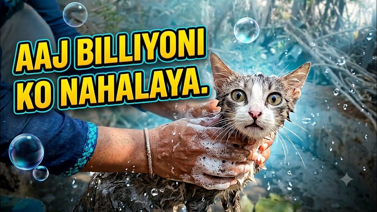 # bahut din ke bad biliyoko nahaya 😺😻😺 #cat #kitten #cute #animals #first_time_official 